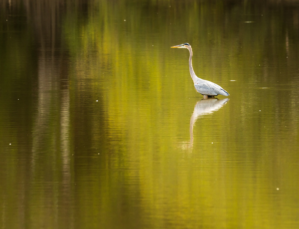 Great blue heron standing in calm water in Atchafalaya basin by Steve Heap