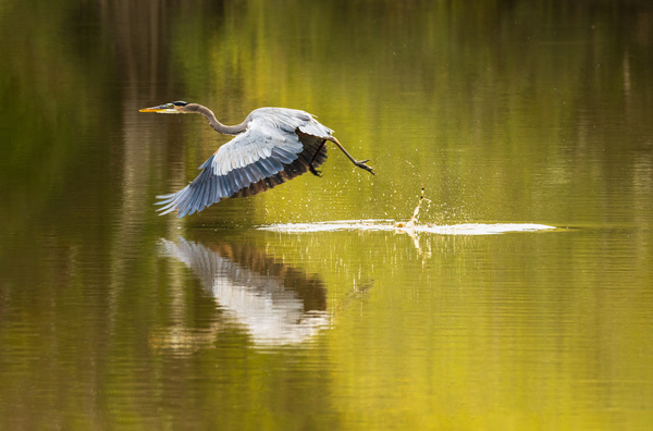 Great blue heron taking off from calm water in Atchafalaya basin by Steve Heap