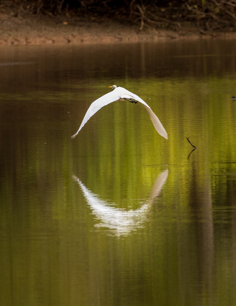 Great Egret flying in perfect circle in Atchafalaya basin by Steve Heap