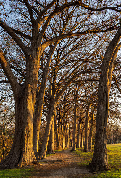 Large cypress trees in Cypress Bend Park by the side of Guadalup Print