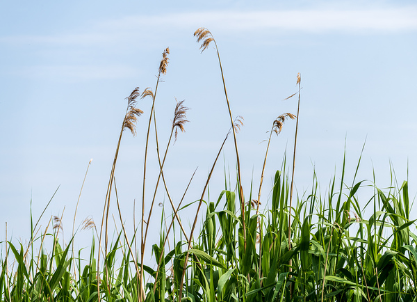 Tall reeds and green grasses sway gently against a light blue sk Print
