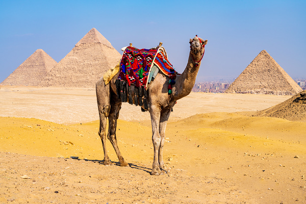 Single camel standing in front of Great Pyramid of Giza waiting  Print