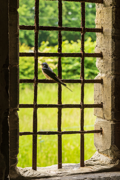 Barn swallow perched on the bars of window of 13th Century forti by Steve Heap