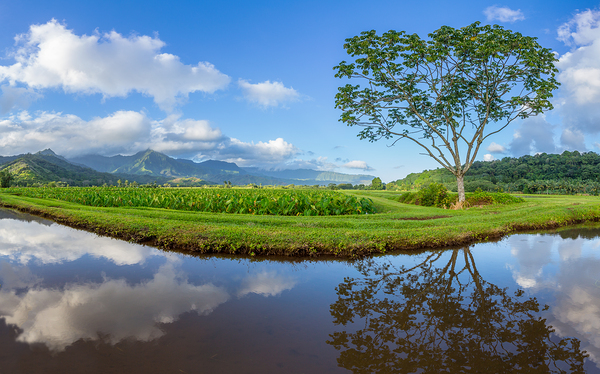 Panoramic view of Hanalei Valley in Kauai Print