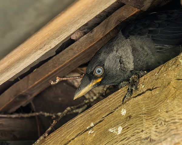 Head of a jackdaw poking out from nest in the rafters of an old  Print