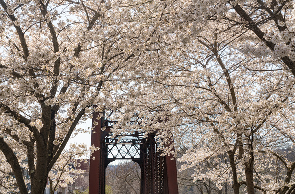 Blossoms by the steel girder bridge carries the bike walking trail by Steve Heap