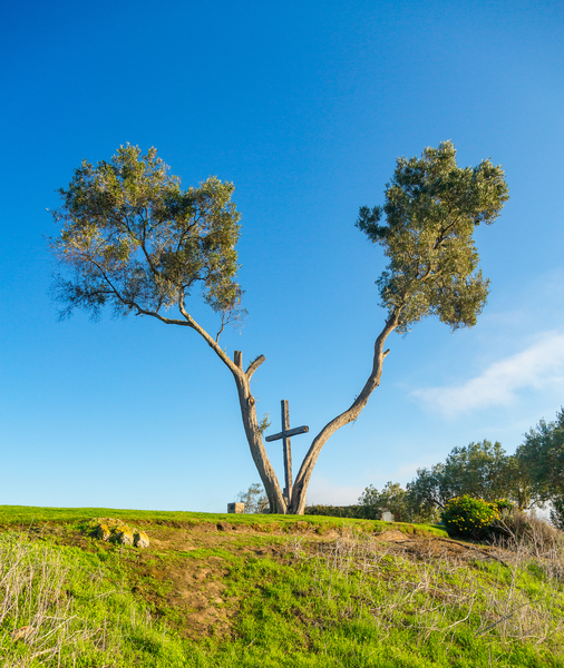 Serra Cross in Ventura California between trees by Steve Heap
