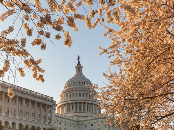 Cherry blossoms framing the Capitol by Steve Heap