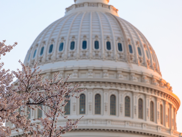 Cherry blossoms by the Capitol dome at dawn by Steve Heap