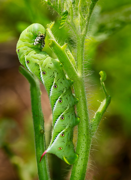 Tomato hornworm caterpillar eating plant by Steve Heap