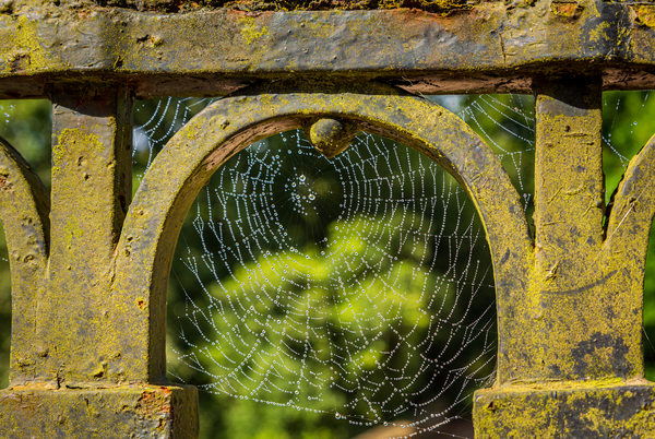 Dew glistening cobweb on gate by Steve Heap