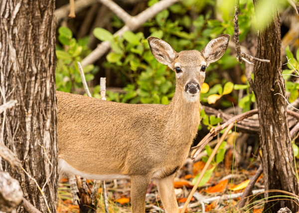 Small Key Deer in woods Florida Keys by Steve Heap