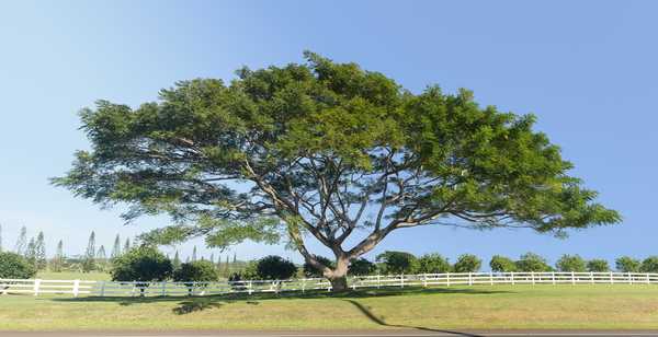 Large acacia or koa tree Kauai by Steve Heap
