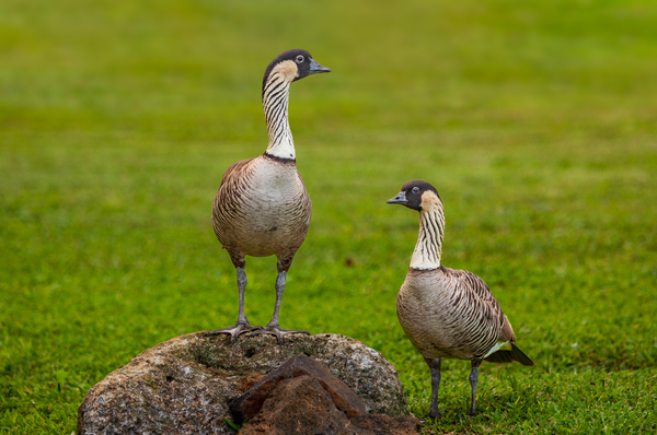 Pair of nene geese by Steve Heap