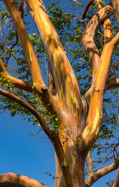 Pattern of branches of rainbow eucalyptus trees against blue sky on Kauai by Steve Heap