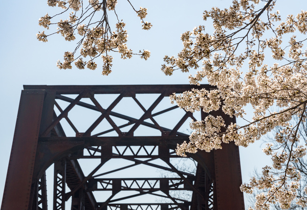 Spring blossoms by Steel girder bridge Morgantown by Steve Heap