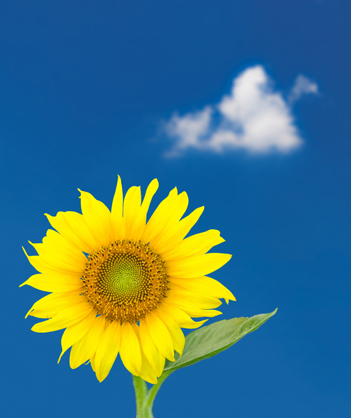 Single sunflower blossom against blue sky by Steve Heap