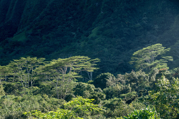 Tall albizia trees against the steep mountain slopes in Oahu by Steve Heap