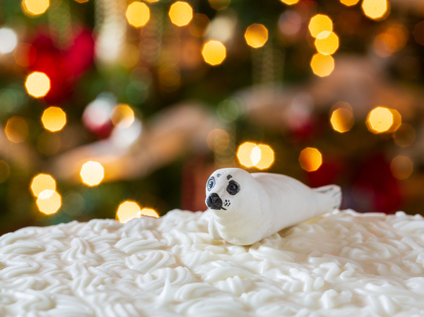 Seal on Christmas cake with tree lights by Steve Heap