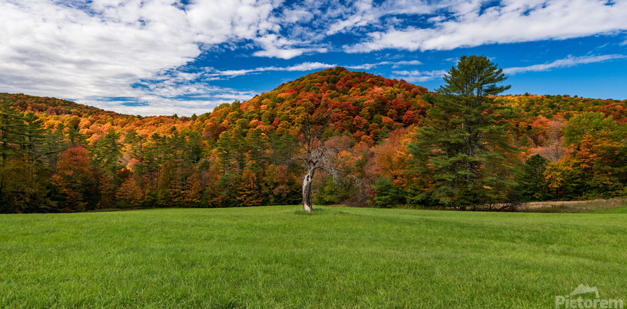 Old tree trunk contrasts with vibrant Vermont fall colors  Print