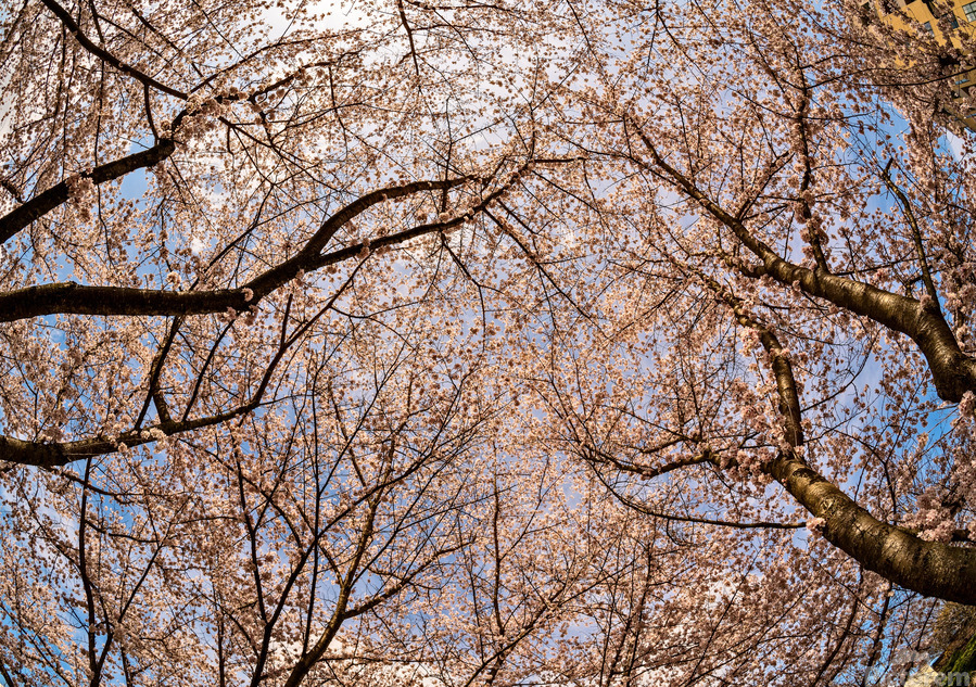Cherry blossoms over walking trail  by the river in Morgantown W  Print