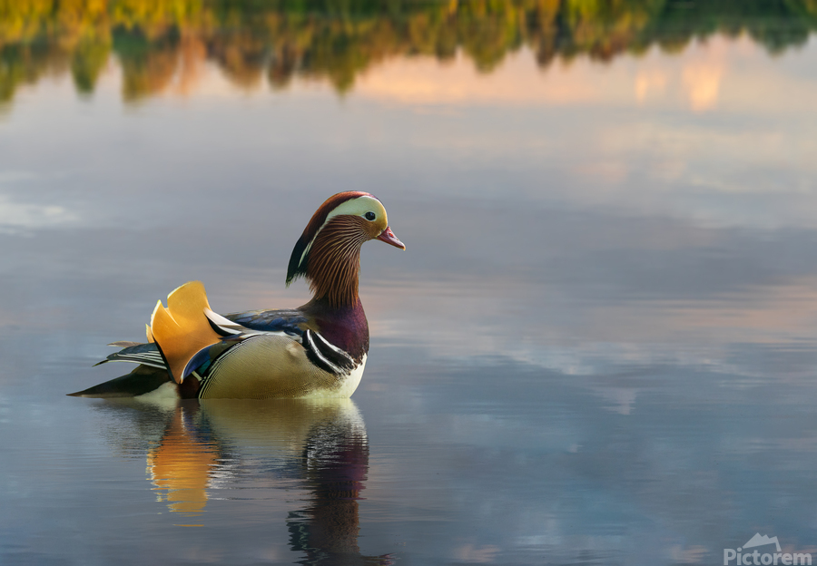Mandarin duck floats on Ellesmere Mere to a clear reflection of   Print