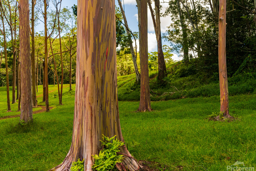 Group of rainbow eucalyptus trees in Keahua Arboretum  Print