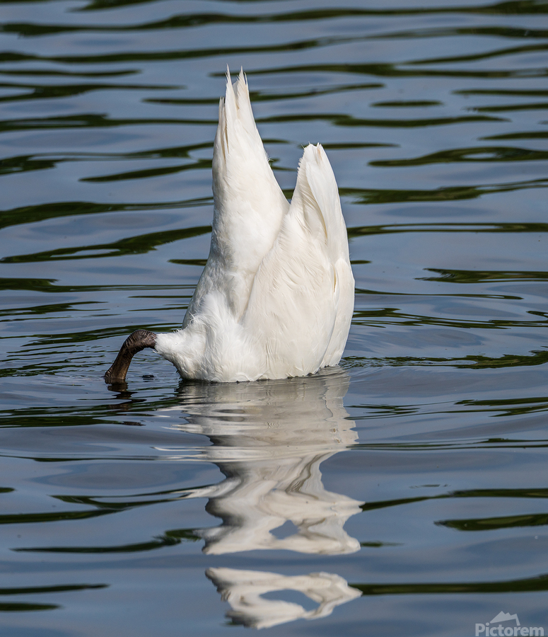 Side view of the body of a swan reaching into the water of Elles  Print