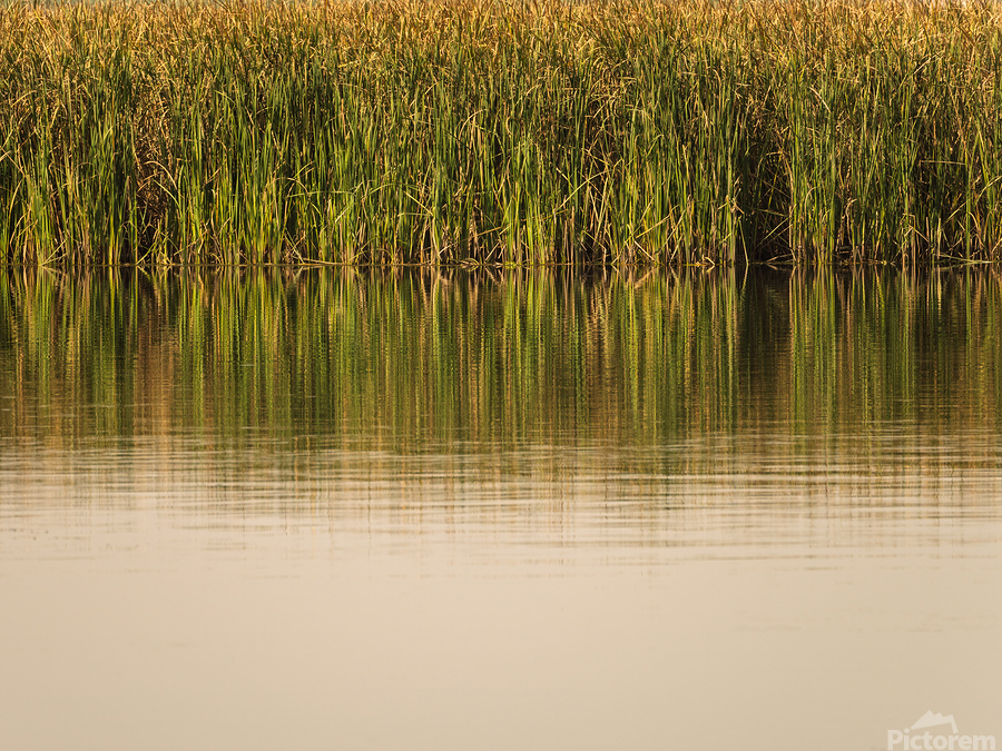 The still water reflects the reeds and their golden reflections   Print