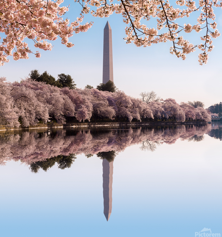 Washington Monument towers above blossoms  Print