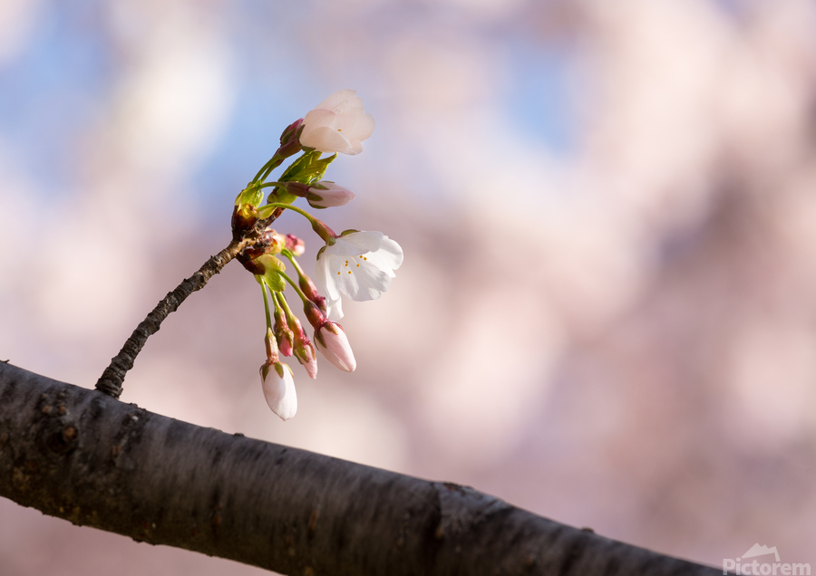 Close up of Cherry Blossom flowers  Print
