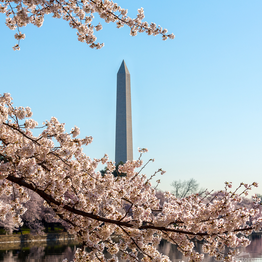Washington Monument towers above blossoms  Imprimer
