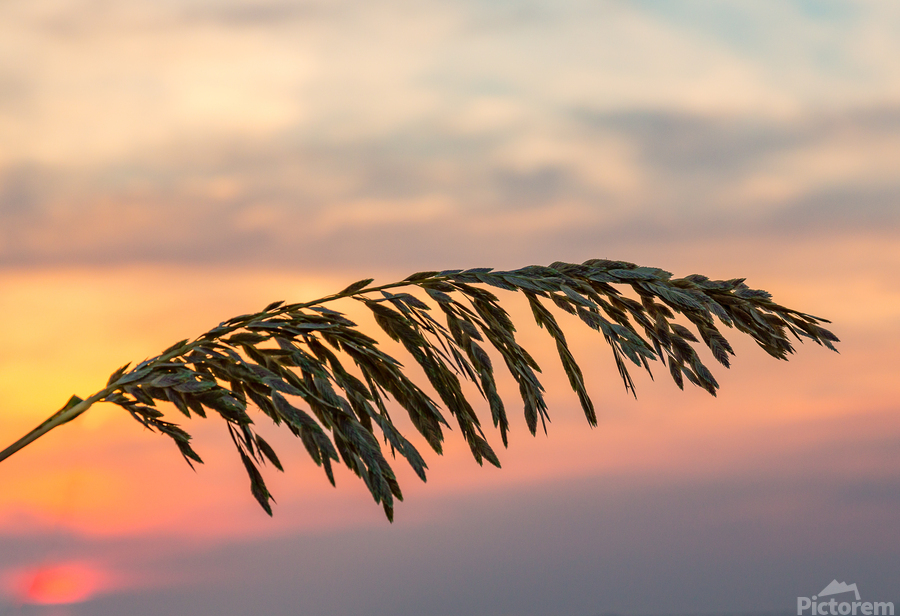 Sea Oats against rising sun in Florida  Imprimer