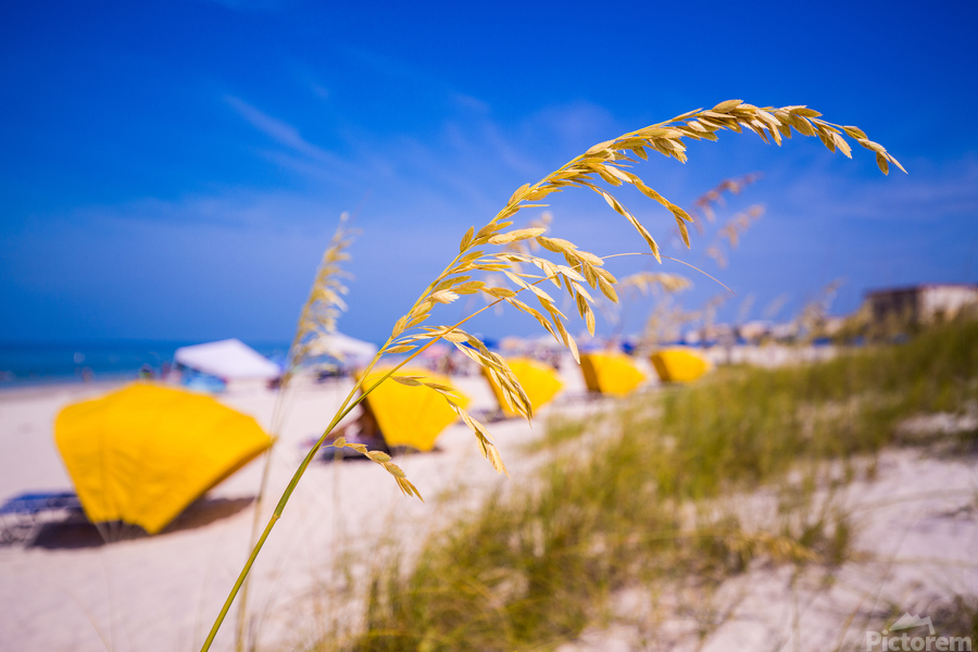 Madiera Beach and sea oats in Florida  Imprimer