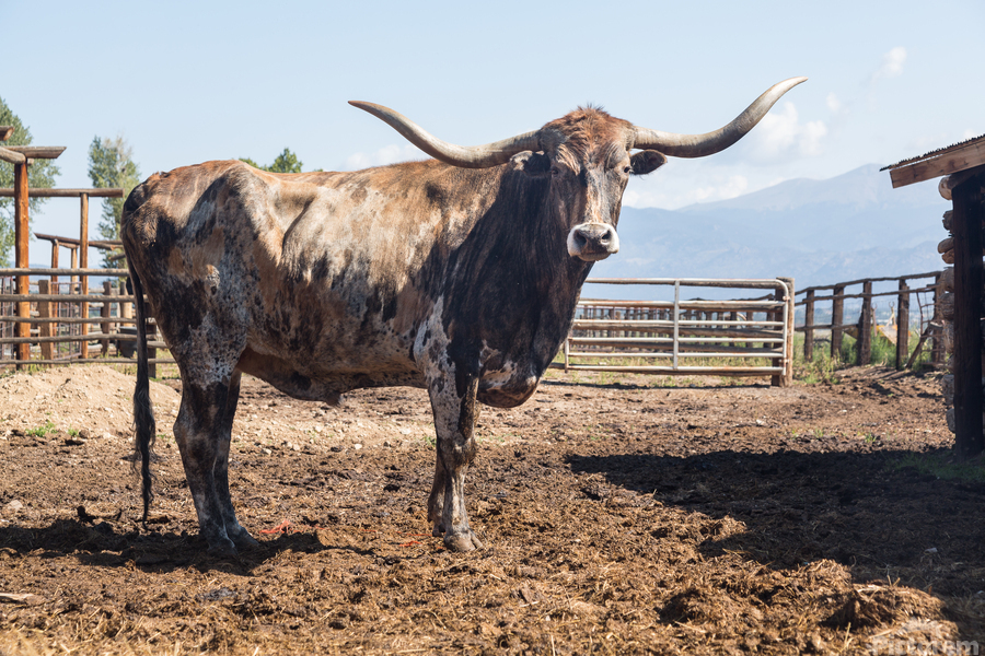 Old Longhorn bull in paddock  Imprimer