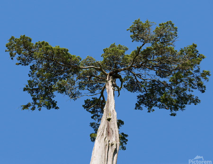 Old Cedar tree at Appomattox National Park  Print