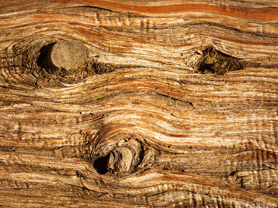 Background close up of cedar trunk bark  Print