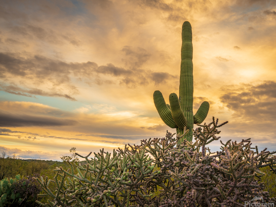 Sunset in Saguaro National Park Tucson  Print