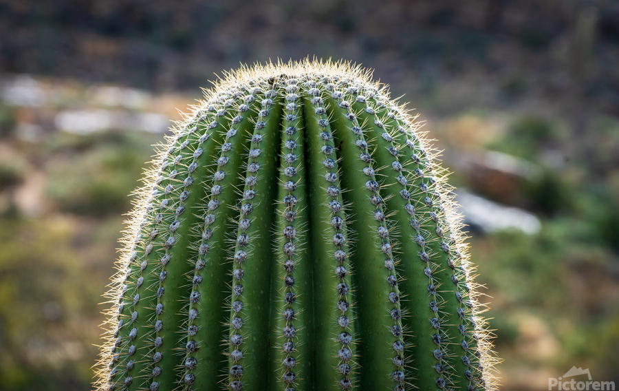Ouch - close up of top of saguaro cactus  Print