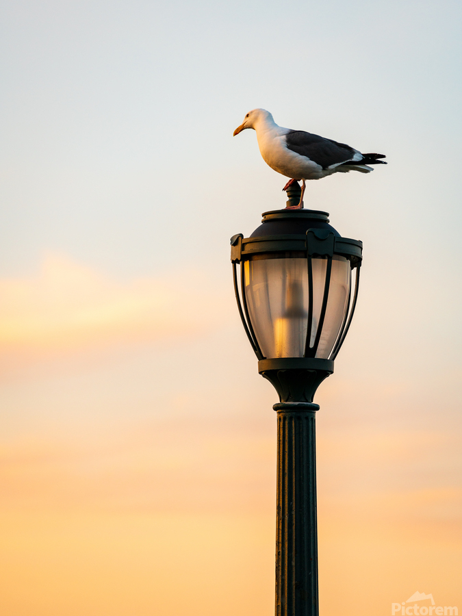 Seagull on a cast iron street lamp at dusk  Imprimer