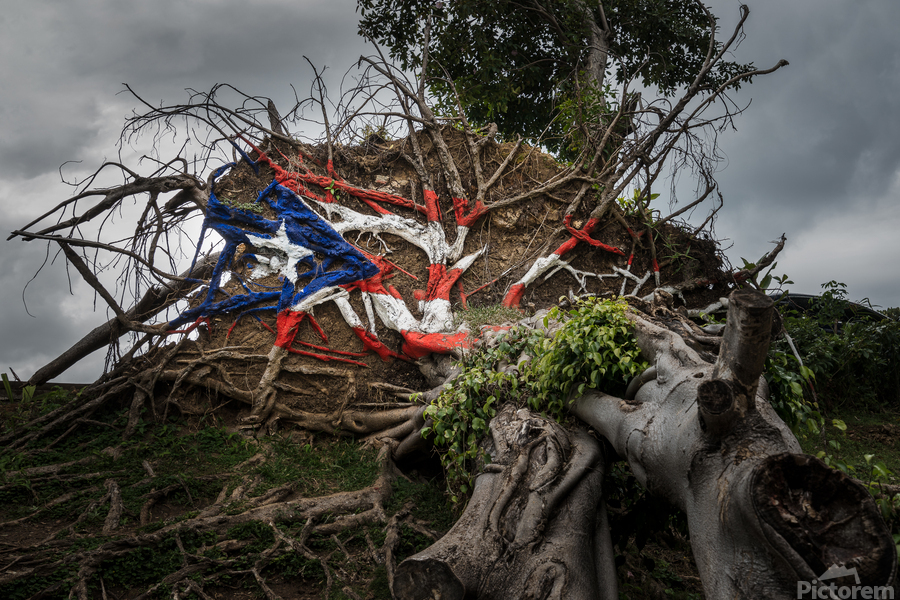 Fallen tree from Hurricane Maria in San Juan  Imprimer