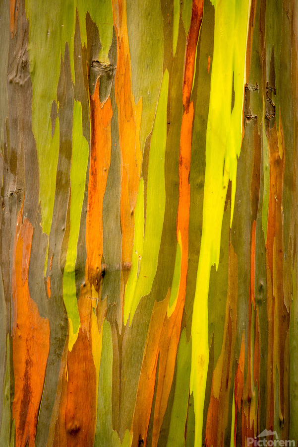 Detail of bark of Rainbow Eucalyptus tree  Print