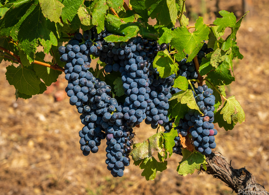 Bunches of grapes for port wine in Douro valley  Imprimer