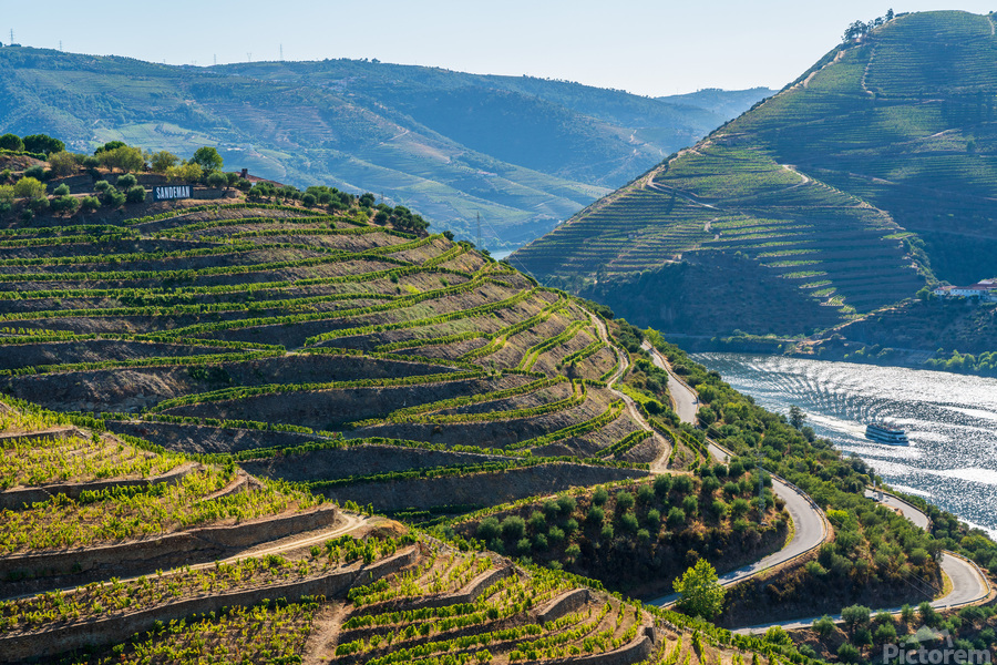 Rows of grape vines in Quinta do Seixo by the Duoro  Print