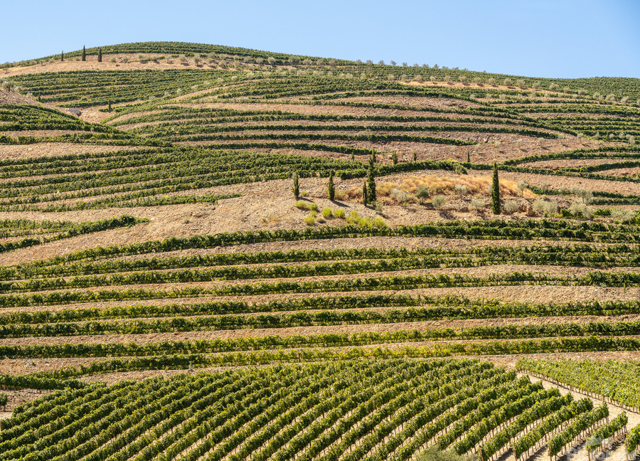 Terraced rows of vines by river Douro in Portugal  Imprimer