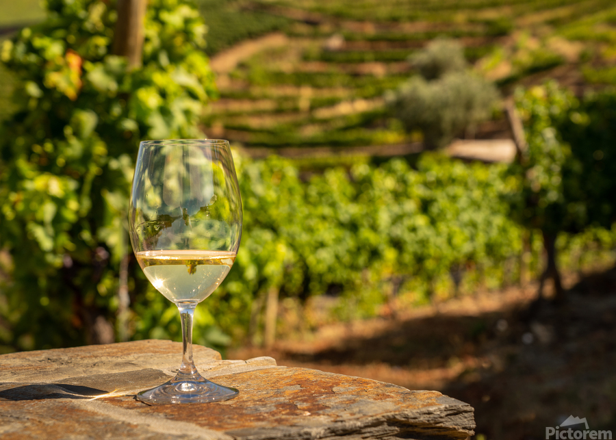 Glass of white wine in vineyard  Print