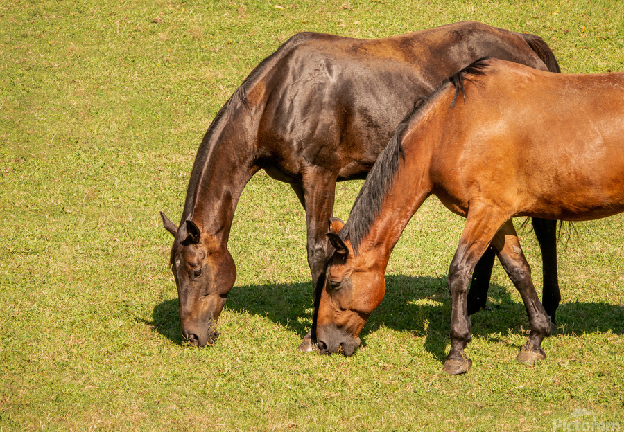 Two brown horses grazing in a meadow  Print