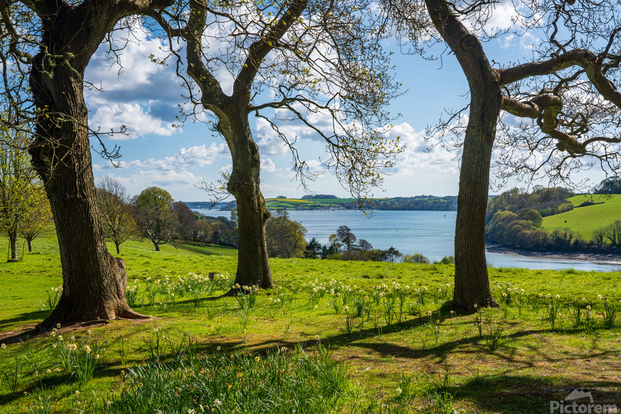 View across daffodils to River Fal near Truro  Imprimer