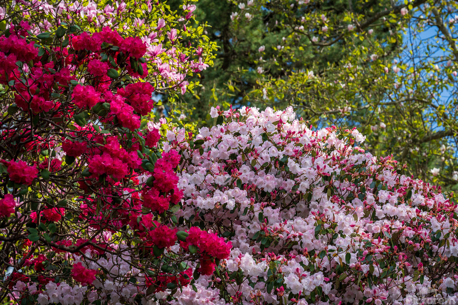 Azaleas and Rhododendron trees surround pathway in spring  Print