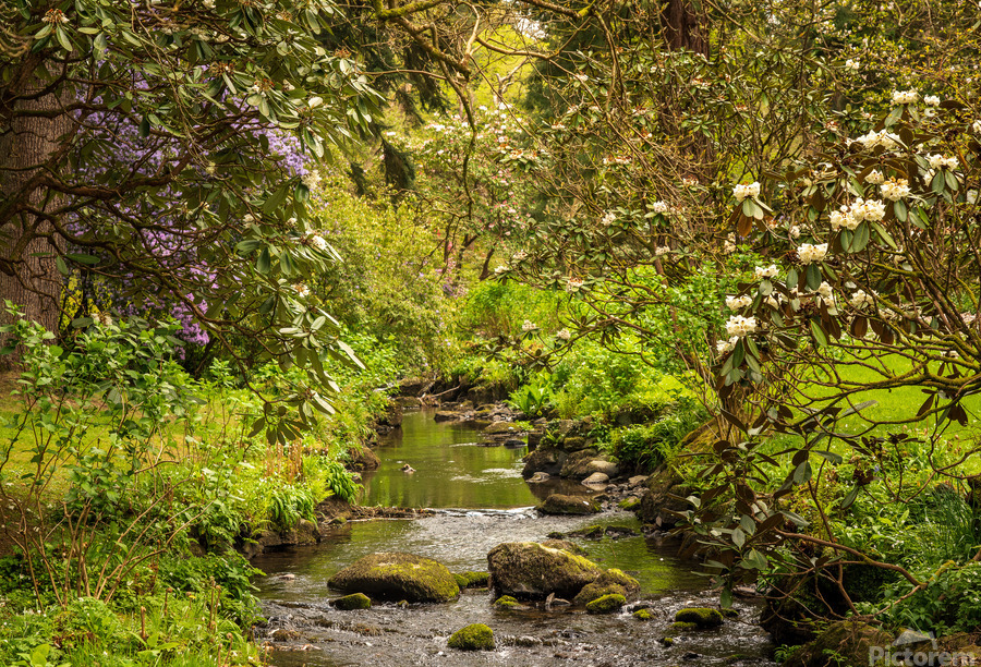 Azaleas and Rhododendron trees surround stream in spring  Print